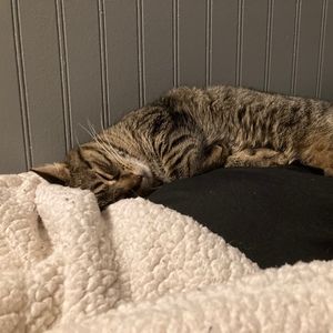 Meet your Posher, Isabella